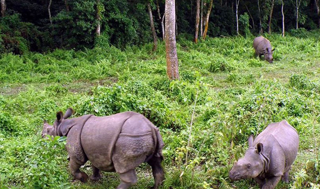 Bardia National Park