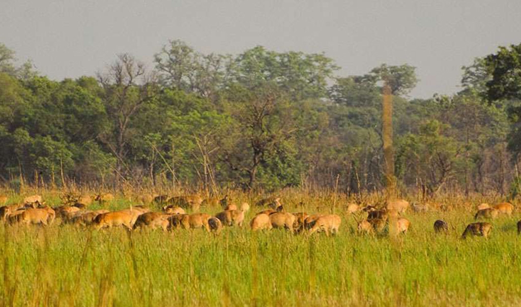 Shuklaphanta Wildlife Reserve