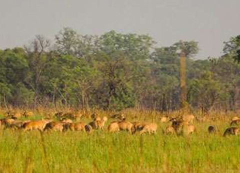 Shuklaphanta Wildlife Reserve